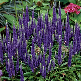Rozrazil - Veronica 'CANDLES ROYAl' (kont. 9x9 cm)