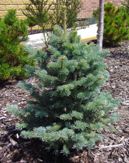 Jedle plstnatoplodá, zakrslá - Abies lasiocarpa ´JAN PAVEL II´(kont. 2 litry)