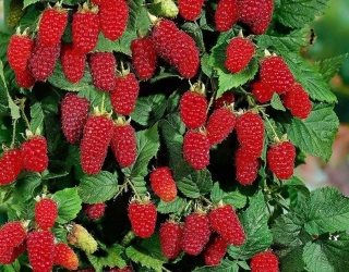 Malinoostružina - Rubus parviflorus ´DORMAN RED´ (kont.1,5 litrů)