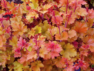 Dlužicha - Heuchera 'MARMELADE' (kont. 1 litr)