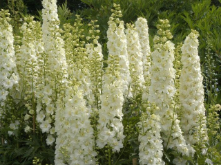 Ostrožka - Delphinium  'PURE WHITE' (kont. 9x9 cm)