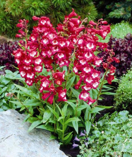 Dračík - Penstemon ´AMELIA JAINE´(kont. 9x9 cm) 