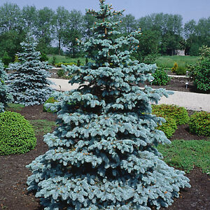 Smrk pichlavý - Picea pungens 'HOOPSII' (kont. 2 litry)