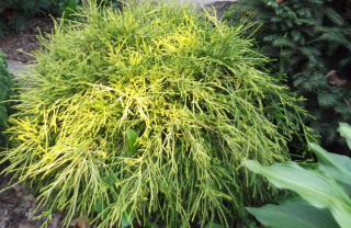  Cypřišek hrachonosný - Chamaecyparis pisifera 'FILIFERA NANA' (kont. 2 litry)