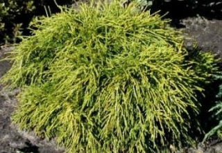  Cypřišek hrachonosný - Chamaecyparis pisifera 'SUNGOLD' (kont. 2 litry)