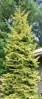 Smrk východní  - Picea orientalis 'AUREA'  (kont. 2 litry)