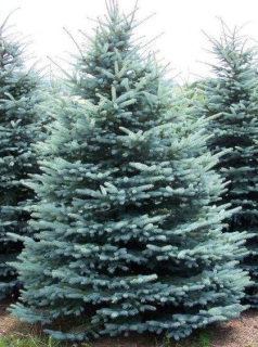 Smrk pichlavý - Picea pungens 'RETROFLEXA' (kont. 2 litry)