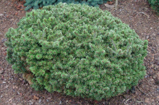 Borovice kleč - Pinus mugo ´HORNÍ HALŽE´(kont. 2 litry)