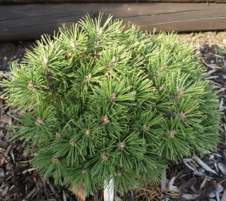 Borovice kleč - Pinus mugo 'SONNENBERG' (kont. 2 litry)