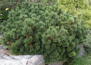 Borovice pyrenejská - Pinus uncinata 'GLOBOSA' (kont. 2 litry)