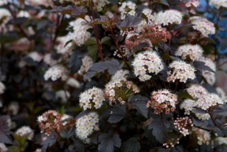 Tavola kalinolistá - PHYSOCARPUS OPULIFOLIUS 'LITTLE JOCKER' (kont. 9x9 cm)