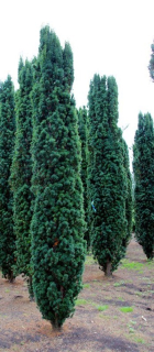 Tis červený - Taxus baccata 'FASTIAGATA ROBUSTA' (kont. 2 litry)) 