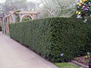 Tis prostřední  - Taxus x media 'HILLII' (kont. 2 litry)