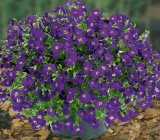 Tařička kosníkovitá - Aubrieta deltoides  'CHIANTI' (kont. 9x9 cm)