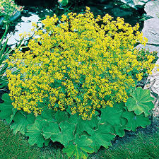 Kontryhel měkký - Alchemilla mollis 'THRILLER' (kont. 9x9 cm)