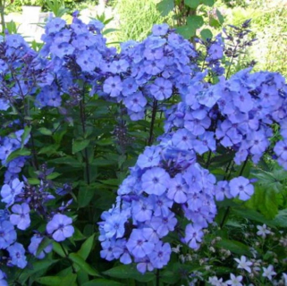 Plaménka - Phlox paniculata 'BLUE PARADISE' (kont. 9x9 cm) 