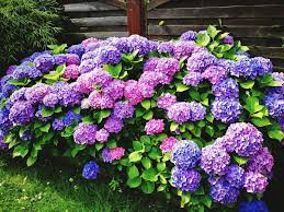 Hortenzie zahradní - Hydrangea mac.´MOOWE' (kont. 2 litry)