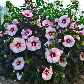 Ibišek bahenní - Hibiscus moscheutos 'NIPPON BLUSH' (kont. 2 litryy)