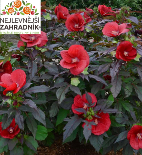 Ibišek bahenní AKCE - Hibiscus moscheutos 'NIPPON RED' (kont. 2 litry)