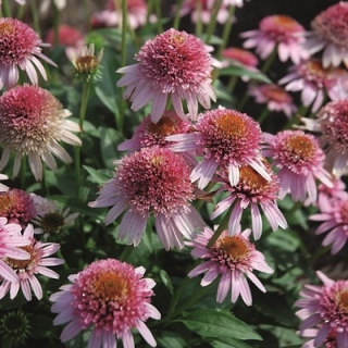 Třapatka nachová -  Echinacea purpurea 'PAPALLO SEMI DOUBLE PINK' (kont. 1litr) 