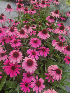 Třapatka nachová -  Echinacea purpurea 'PAPALLO GLOBE ROSE ' (kont. 1litr) 