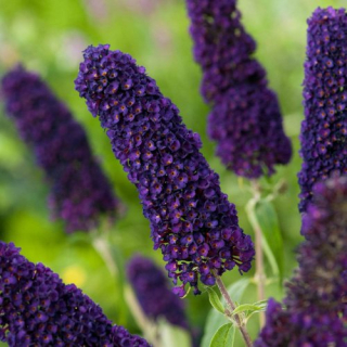 Komule davidova - Buddleja davidii 'AFRICAN QUEEN' (kont. 1,5 litrů) 