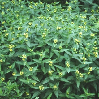 Zanice bezřapíčná (TOP kvalita)  - Diervilla sessilifolia ´BUTERFLY´ (kont. 1,5 litrů)