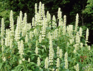 Agastache svraskalá - Agastache rubosa ´ALABASTER´(kont. 1 litr)