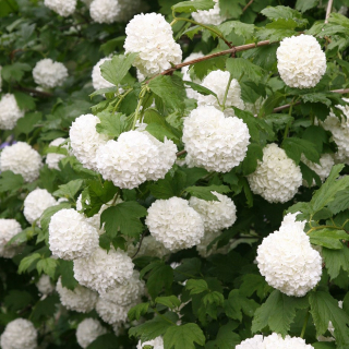 Kalina obecná  - Viburnum opulus 'ROSEUM' (kont. 1 litr)
