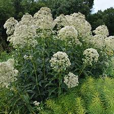  Sadec červený - Eupatorium ivory ´TOWERS´(kont. 1 litr)