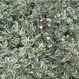 Mateřídouška - Thymus 'SILVER POSIE' (kont. 9x9 cm)