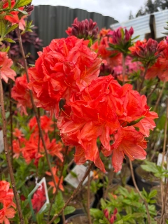Azalka Knap Hill - Azalea 'SATAN' (kont. 2 litry)