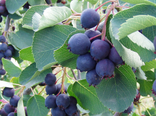 Muchovník olšolistý ´THIESSEN´ (kont. 1,5 litrů)