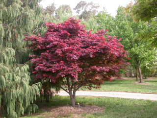 Javor dlanitolistý - Acer palmatum ´ATROPURPUREUM´(kont. 2 litry) 