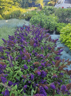 Motýlí keř  AKCE (nízký druh) - Buddleia davidii 'MIDNIGHT BLUE' (kont. 1,5 litrů)