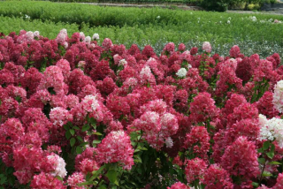 Hortenzie latnatá - Hydrangea paniculata ´DIAMANT ROUGE´(kont. 9x9cm)