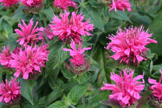 Zavinutka podvojná AKCE - Monarda didyma 'MELUA PINK´(kont. 1 litr)