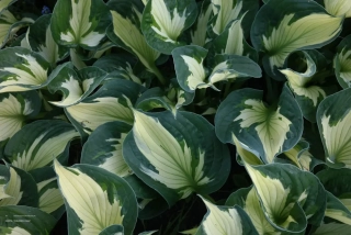 Bohyška - Hosta ´COLORED HULK´(kont. 9x9 cm)