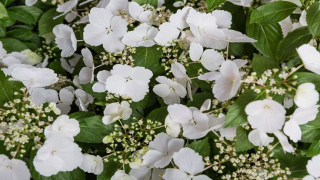 Hortenzie latnatá (1+1 ZDARMA,VÝPRODEJ,LUXUSNÍ ROSTLINY)  - Hydrangea pan.  ´SNOWWHITE´(kont. 2 lity)