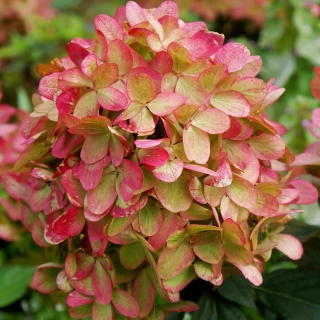 Hortenzie - Hydrangea ´GRAFITT´ (kont. 2 litry)