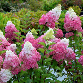 Hortenzie latnatá - Hydrangea paniculata ´FRAISSE MELBA´ (kont. 1,5 litrů)