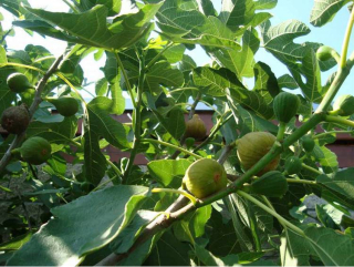 Fíkovník mrazuvzdorný - Ficus carica 'FRANCUESCO´(kont. 1,5 litrů)
