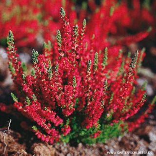 Vřes - Calluna vul. ´DARK BEAUTY´ (kont. 9x9cm)