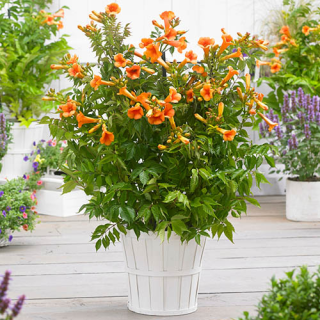 Agastache svraskalá - Agastache ´APADANA ORANGE´(kont. 1 litr)