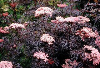 Černý bez - Sambucus nigra 'BLACK NINJA ' (kont. 2 litry)