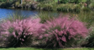 Muhla mexická (AKCE) - Muhlenbergia capillaris (kont. 9x9cm) 