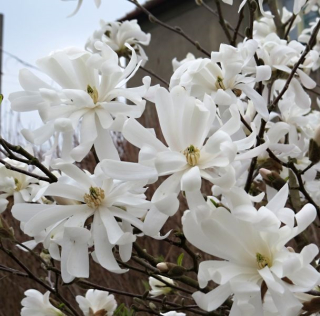 Šácholan hvězdokvětý - Magnolia stellata (kont. 2 litry)