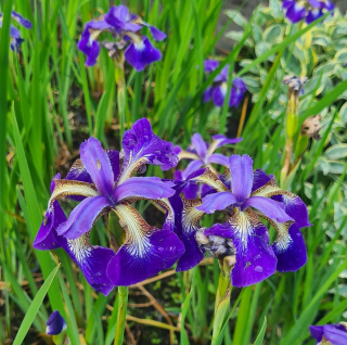 Kosatec sibiřský - Iris Sibirica 'HELICOPTER' (kont. 1 litr)