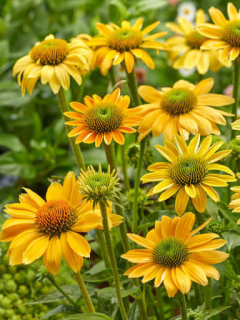 Třapatka nachová - Echinacea purpurea 'GOLDEN YELLOW' (kont.9x9cm)