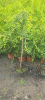 Jalovec (roubovaný,kmínek 80cm) - Juniperus hor. ´GOLDEN CARPET´(kont. 7,5 litrů)